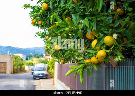 Ripe Oranges on Tree in Orange Garden. Growing Lemons in the City Center of Sorrento. Stock Photo