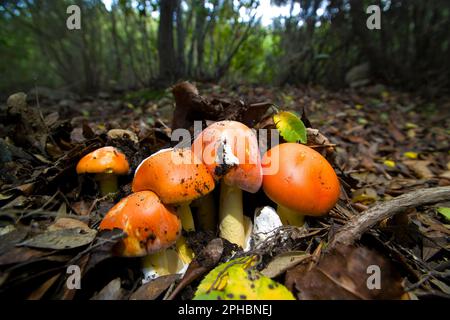 Amanita caesarea mushrooms in different developmental stages,Amanita Cæsarea, de ses noms vernaculaires, Amanite des Césars, Oronge ou Oronge vraie, Stock Photo