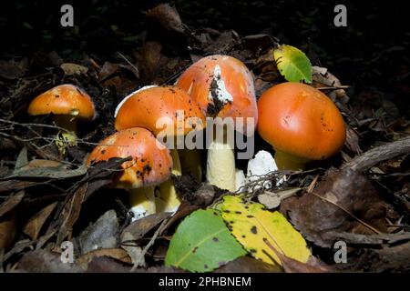 Ovolo buono, Royal agaric (Amanita caesarea). Monte Limbara. Tempio, Sardegna. Italia. Stock Photo