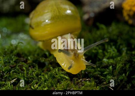 Land snail (Helix aperta syn: Cantareus apertus Stock Photo - Alamy
