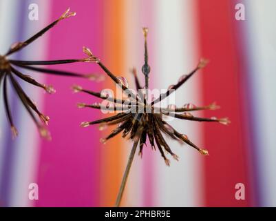 Beautiful Dew Drops on Dandelion Seeds Macro. Beautiful Soft Blue and Purple Background. Water Drops on a Parachute Dandelion on a Beautiful Blue Back Stock Photo