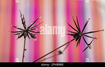 Beautiful Dew Drops on Dandelion Seeds Macro. Beautiful Soft Blue and Purple Background. Water Drops on a Parachute Dandelion on a Beautiful Blue Back Stock Photo