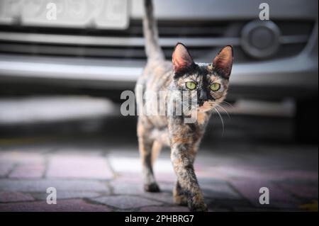 A cat with bright green eyes cautiously walks along a paved street, passing a parked car Stock Photo