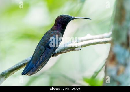 Jamaican mango hummingbird, Anthracothorax mango, single adult perched on branch, Montego Bay, Jamaica Stock Photo