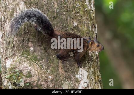 variegated squirrel, Sciurus variegatoide, single adult on perched on tree, Limon, Cost Rica Stock Photo