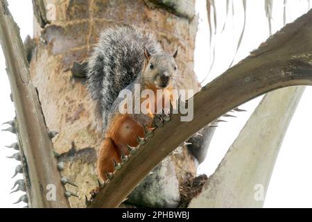 variegated squirrel, Sciurus variegatoide, single adult on perched on tree, Limon, Cost Rica Stock Photo