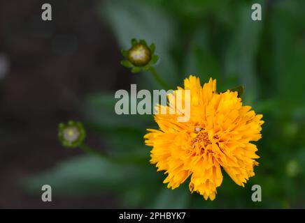 French Marigold  (lat. Tagetes patula) Stock Photo