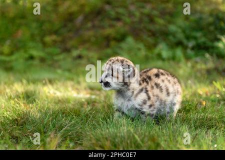 Cougar Kitten (Puma concolor) Stands in Grass Looking Left Autumn - captive animal Stock Photo