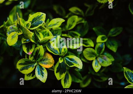 A well-groomed bush with yellow-green leaves on a rainy day. Stock Photo