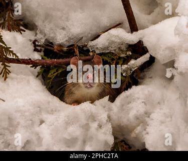 Rat close-up front view looking at the camera and coming out of its animal den with cedar branch in the winter season in its environment and habitat. Stock Photo