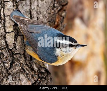 Red-breasted Nuthatch clinging on a tree trunk with a blur background in its environment and habitat surrounding. Nuthatch Portrait. Stock Photo