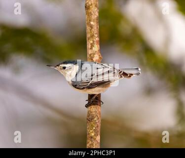 White-breasted Nuthatch perched on a tree branch in its environment and habitat surrounding with a blur background. . Nuthatch Picture. Portrait. Stock Photo