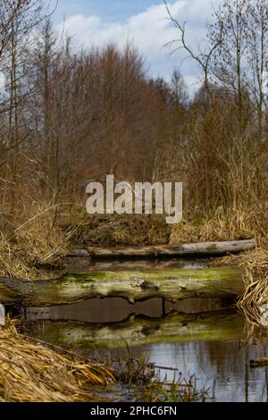 Backwaters in an old forest. Old trees in a wet forest Stock Photo