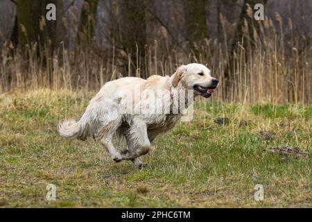 A large white dog sprinting in a clearing Stock Photo