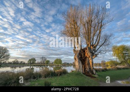Giant old tree still alive after many many years living deside the ponds at Bushy Park in Surrey England Stock Photo