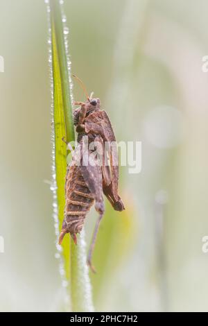 Hidden in the dew covered grassland is the common groundhopper (Tetrix undulata) at Haddon Moor, Exmoor Stock Photo