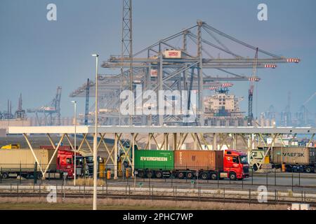 Port of Maasvlakte2, entry and exit control to RWG Container Terminal, container trucks picking up and bringing containers to and from the container t Stock Photo