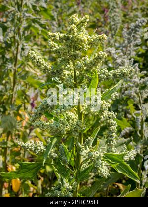 Close-up of a green quinoa shrub with its vibrant green leaves and unripe seeds basks in sunlight of summer, capturing the essence of natural purity. Stock Photo
