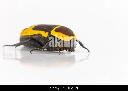 A pet sun beetle (Pachnoda marginata peregrine) against a white background in a studio setting Stock Photo