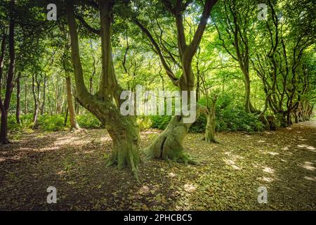 Coastal forest scenery with knaggy trees near Domburg in Zeeland, a province in the Netherlands at summer time Stock Photo