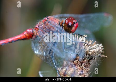 A red ruddy darter dragonfly (Sympetrum sanguineum) rests on an old flower amongst the grasland meadow in the Norfolk nature reserve at Thompson Commo Stock Photo