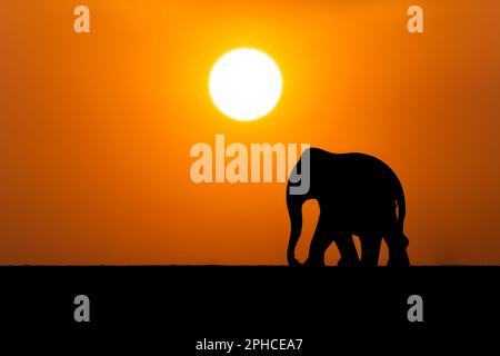 Walking elephant silhouette during evening and sun at background. Copy space for letters. Stock Photo