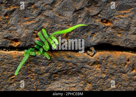 Fern plant grown in the crevices between black grey colored basalt wall rocks. Stock Photo