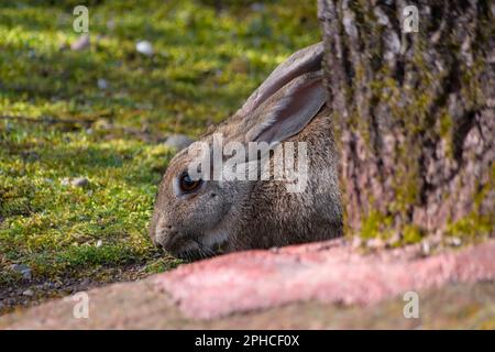 An easter bunny sitting in the spring sun. The little rabbit jumping on a green meadow. A rabbit eating grass. Stock Photo