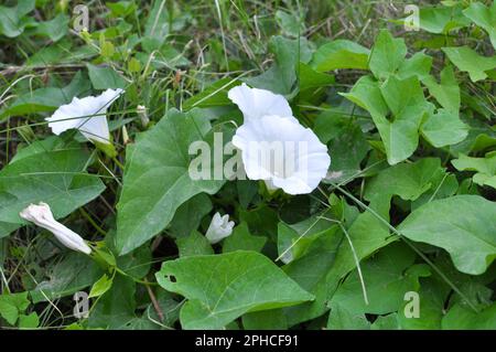 The plant bindweed Calystegia sepium grows in the wild Stock Photo