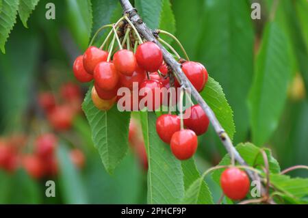 On a tree branch, ripe red berries sweet cherry (Prunus avium) Stock Photo