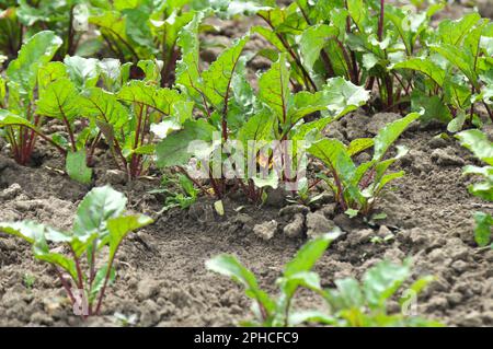The red beet grows in open organic soil Stock Photo