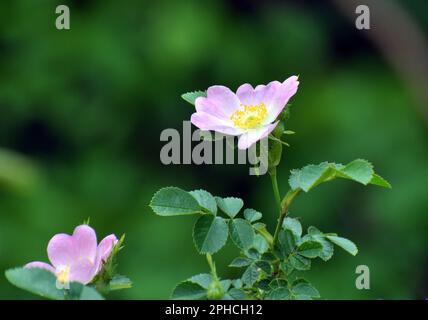 In the spring, wild rose bush blooms Stock Photo