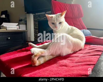 Mitzie the flamepoint Siamese Stock Photo