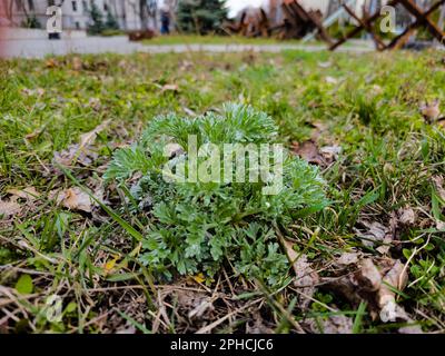 Close-up of fresh wormwood Artemisia absinthium L herb in the city park in early spring. Selective focus. Stock Photo