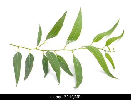 Eucalyptus branch with leaves isolated on white Stock Photo