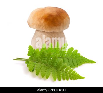 Green fern plantsand boletus Mushroom isolated on white background Stock Photo