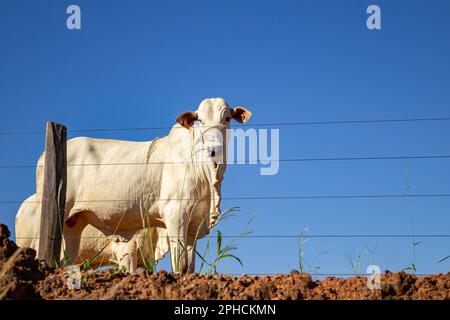 Anicuns, Goias, Brazil – March 26, 2023: An ox in the pasture fenced with wire fencing on a farm. Stock Photo
