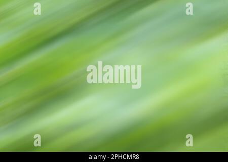 Abstract light green motion blur background. Stock Photo