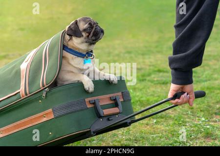 cute funny mops pug dog puppy in a suitcase waiting for the next travel . Stock Photo