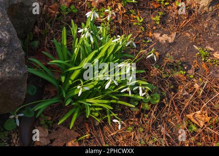 Beautiful first flowers snowdrops in spring forest. Tender spring flowers snowdrops harbingers of warming symbolize the arrival of spring. Stock Photo