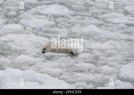 A small baby white coat harp seal or harbor seal floating on white snow and slop ice. The wild gray seal has long whiskers, a sad face, light-colored fur Stock Photo