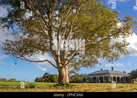 Mt Sturgeon Homestead, Dunkeld Stock Photo