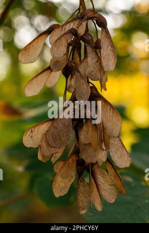 maple tree seeds falling