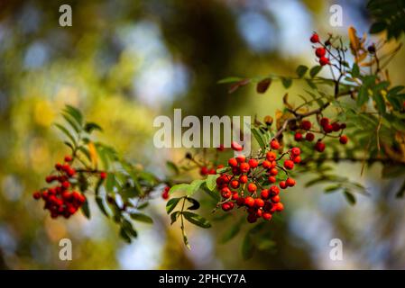 Red fruits of mountain-ash trees are a common sight in Grunewald forest near the banks of the Havel river in Berlin. They are food for different birds Stock Photo