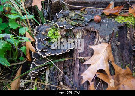Autumn still life: Fungus and moss on a stump in Grunewald forest, Berlin Stock Photo