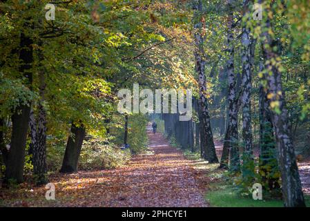 An alley in Grunewald forest near lake Wannsee on a sunny autumn morning. Stock Photo