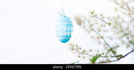 bright Easter egg painted in white and blue tones looks great against a Prunus padus, bird cherry, hackberry, hagberry, or Mayday tree bush with white Stock Photo