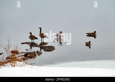 A small flock of 5 Canada Geese, Branta canadensis, in late winter on the edge of Lake Pleasant, NY, USA on their way north in their annual migration Stock Photo