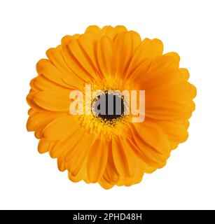 Beautiful orange gerbera flower on white background Stock Photo