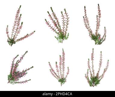 Heathers with beautiful flowers on white background, collage Stock Photo
